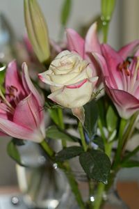 Close-up of pink rose