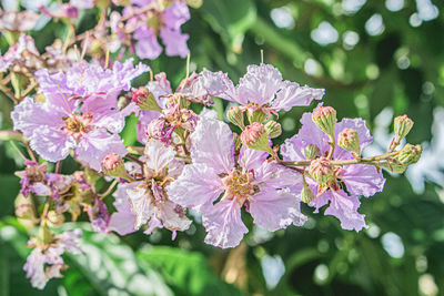 Close-up of cherry blossom