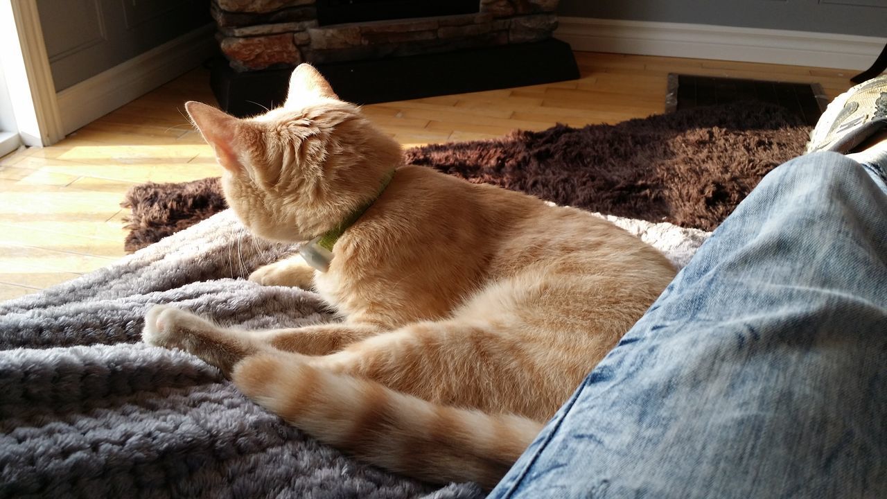 CLOSE-UP OF CAT RELAXING AT HOME