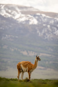 Donkey standing on mountain