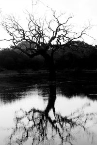 Bare tree by lake against sky