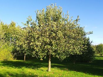 Scenic view of flowering trees on field against sky