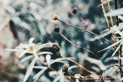 Close-up of raindrops on tree