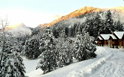 Snow covered pine tree and buildings against sky
