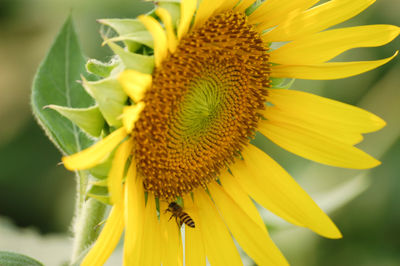 Close-up of honey bee on sunflower