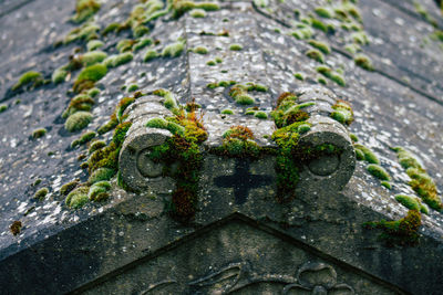 Close-up of moss on metal