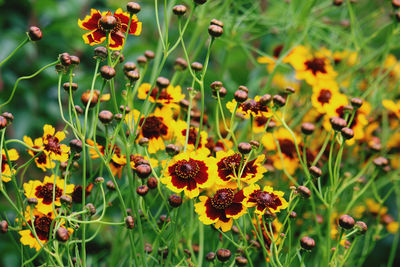 Close-up of yellow flowering plants on field