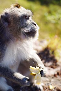 Portrait of a ling-tailed macaque eating a piece of banana.