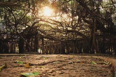 Trees in forest