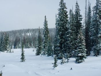 Pine trees on snow covered field against sky