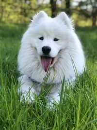 View of white dog on field