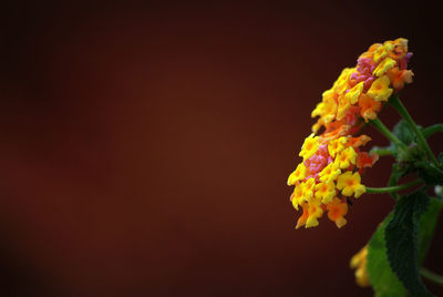 Close-up of yellow flowers against blurred background