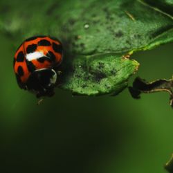 Close-up of ladybug on leaf