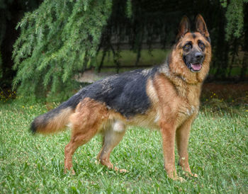 Portrait of a dog on field