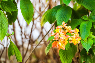 Close-up of yellow flowering plant