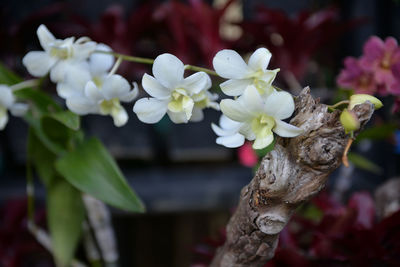 Close-up of white flowers
