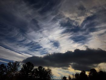 Low angle view of silhouette trees against sky