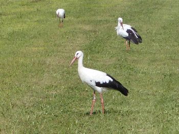 Bird perching on field