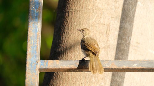 Close-up of bird perching on wood