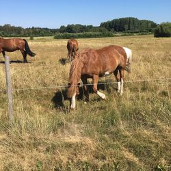 Horses grazing in a field