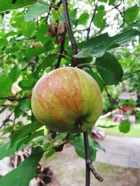 Close-up of leaves on tree