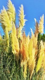 Plants growing on field against blue sky