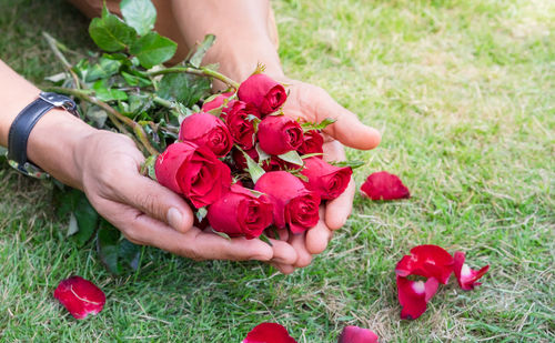 Close-up of hand holding roses