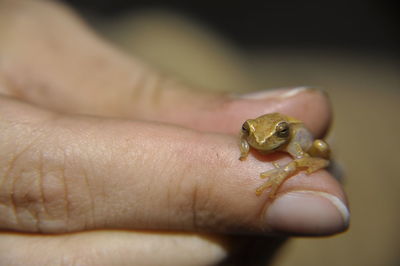 Close-up of frog on woman's hand