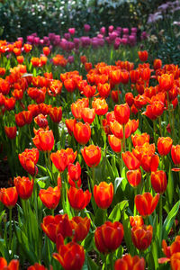 Close-up of red tulips in field