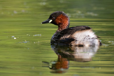 Duck swimming in lake