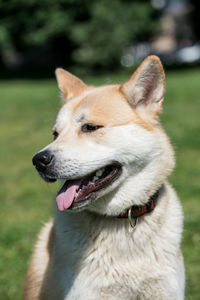 Close-up of dog sticking out tongue outdoors