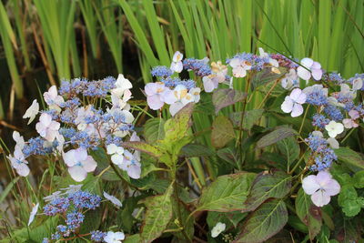 Close-up of purple flowers