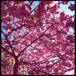 Low angle view of cherry blossom tree