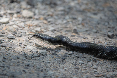 Close-up of lizard on land