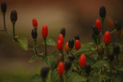 Close-up of red flower