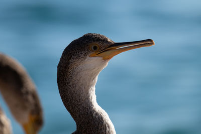 Close-up of a bird against blurred background