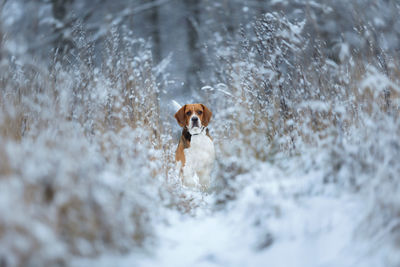 Portrait of dog running in snow