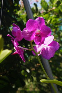 Close-up of purple flowers blooming in garden