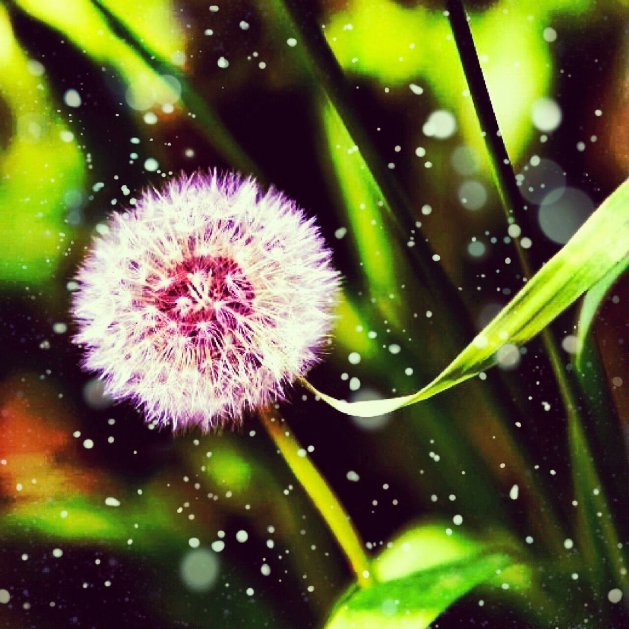 drop, water, fragility, freshness, growth, close-up, flower, wet, beauty in nature, dew, nature, focus on foreground, plant, flower head, raindrop, single flower, dandelion, outdoors, selective focus, no people