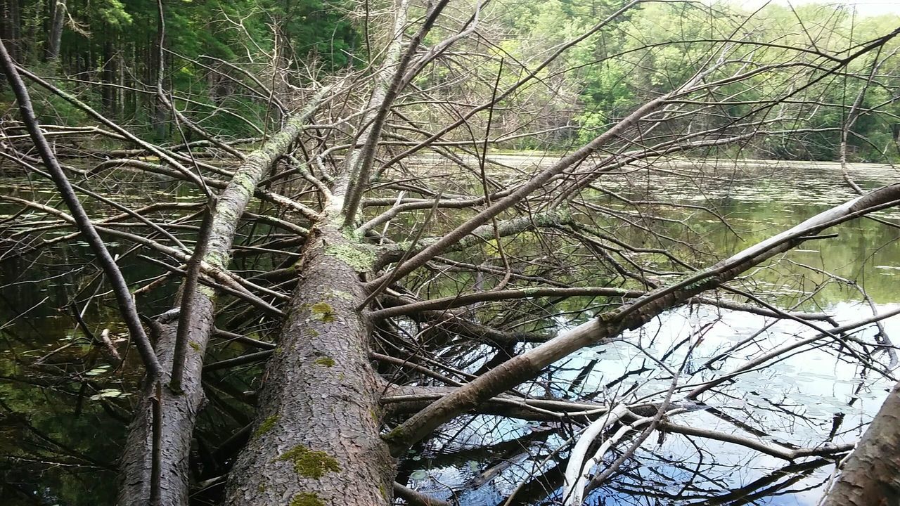 LOW ANGLE VIEW OF BAMBOO TREES