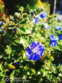 Close-up of purple flower blooming outdoors