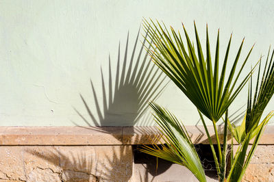 Palm leaves on wall