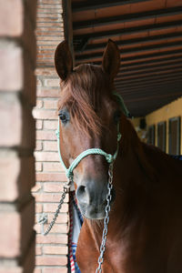 Horse in stable
