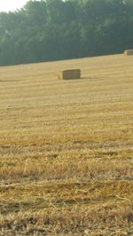 Hay bales on field