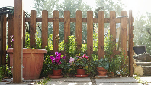 Potted plants by railing in garden