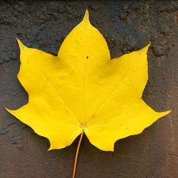High angle view of yellow autumn leaf