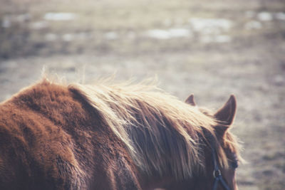 Close-up of a horse