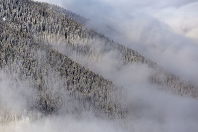 The beauty of winter on the snowy mountains. national park rodnei mountains - romania