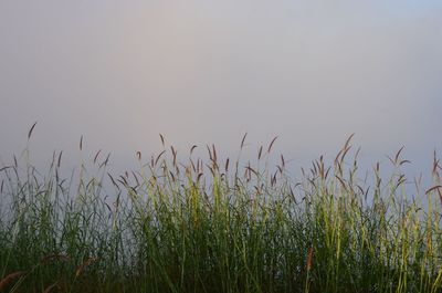 Close-up of plants on field against clear sky