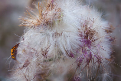Dried thistle flower close-up. close up of beautiful dry thistle flower in autumn,blurred background